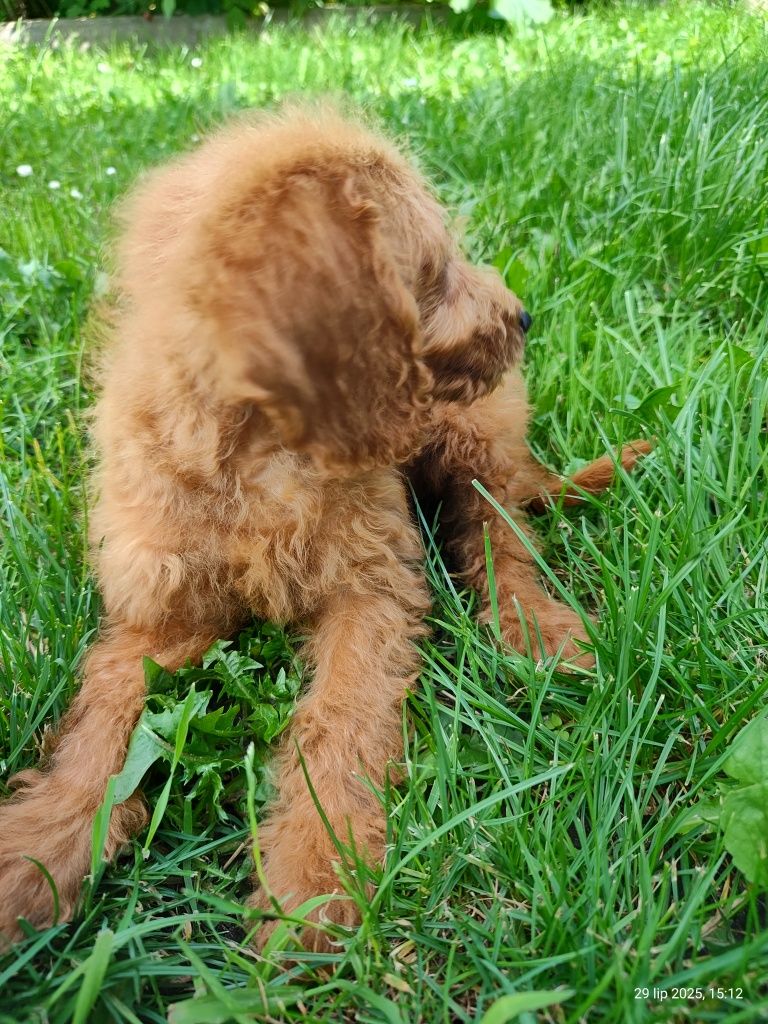 Mini Goldendoodle F1b gotowy do odbioru, badania genetyczne