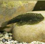Plecotosmos borboleta