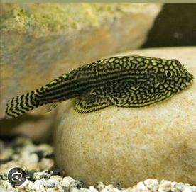 Plecotosmos borboleta