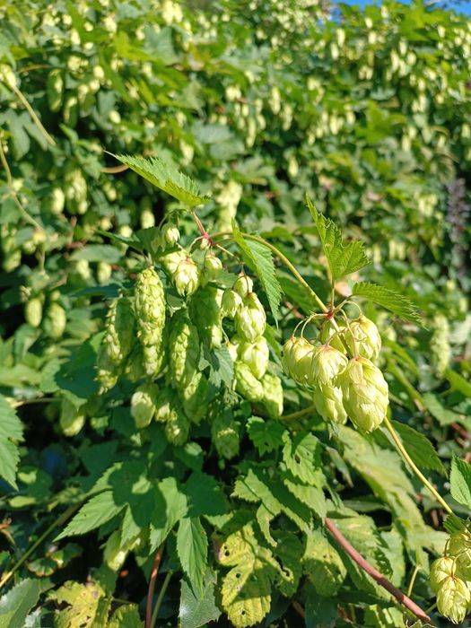 Шишкі ,шишки хмелю.