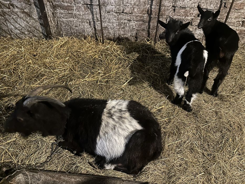 Цапик і дійна карликова ламанча