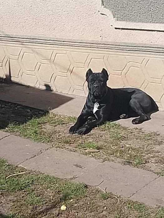 Продається Кане Корсо