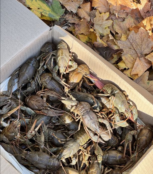 Продам живій рак оптом вид 5 кг