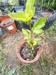 Hibiskus drzewiasty