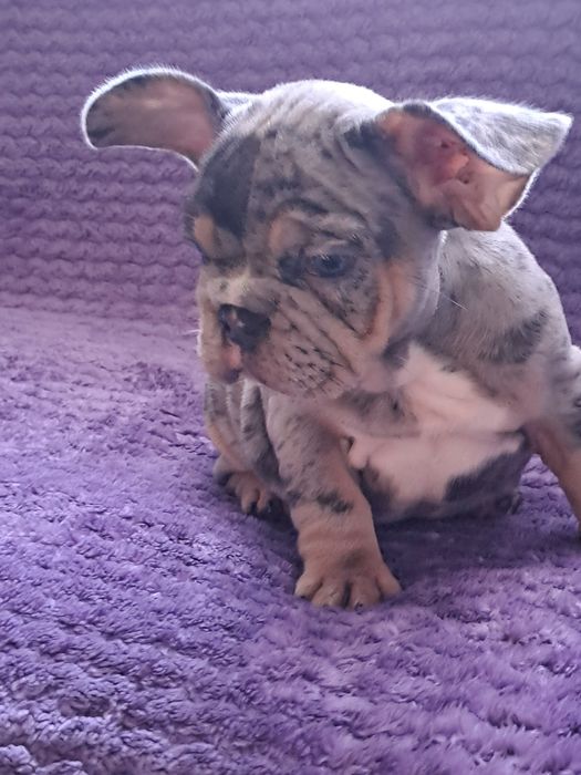 Szczeniak buldog francuski piesek