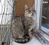 Leo poleca się do adopcji !