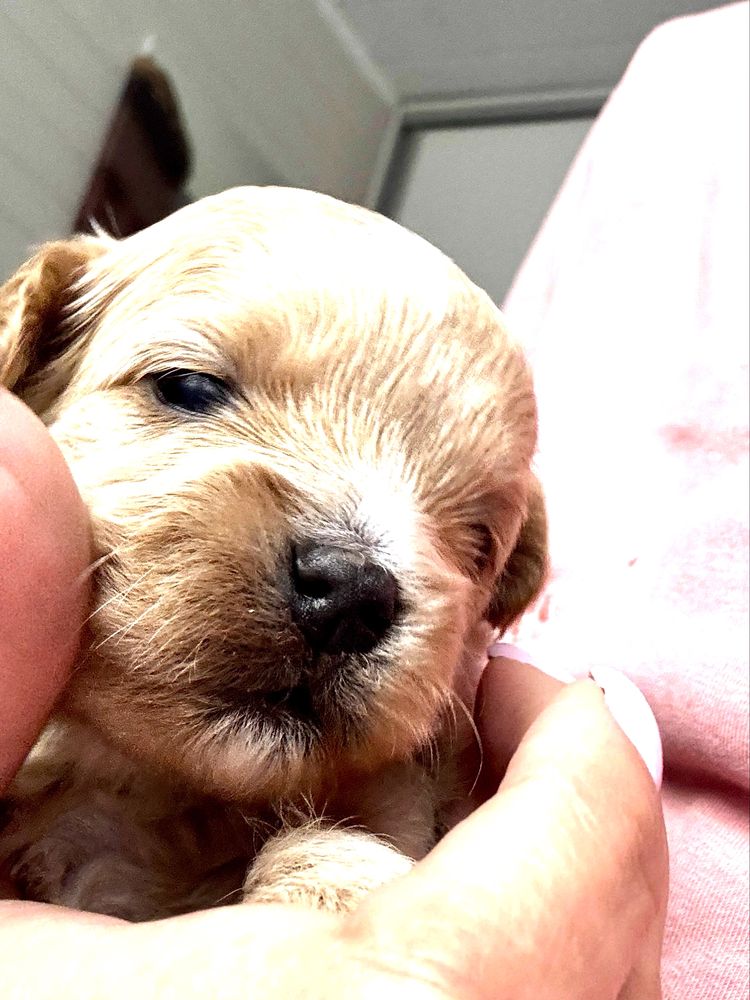 Maltipoo f1 uroczy chłopak