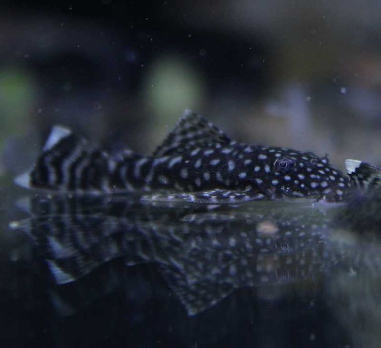 Ancistrus SP 4cm