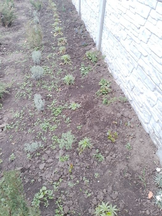 Продам надлишок морозника вонючого