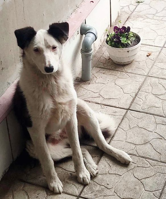 Собачка шукає дім