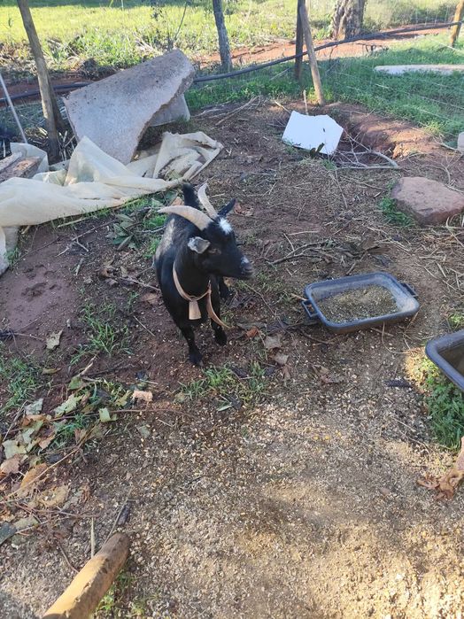 Cabra anã e cabrito