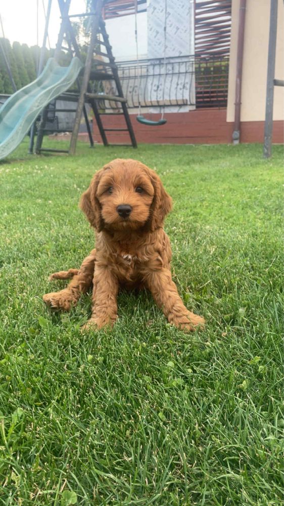 Cockapoo f1b |pierwszy miot|