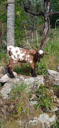 Casal de Cabras Anãs