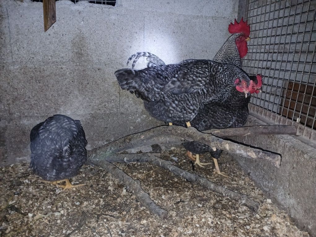 Ovos galados de pedres e de la bresse gauloise