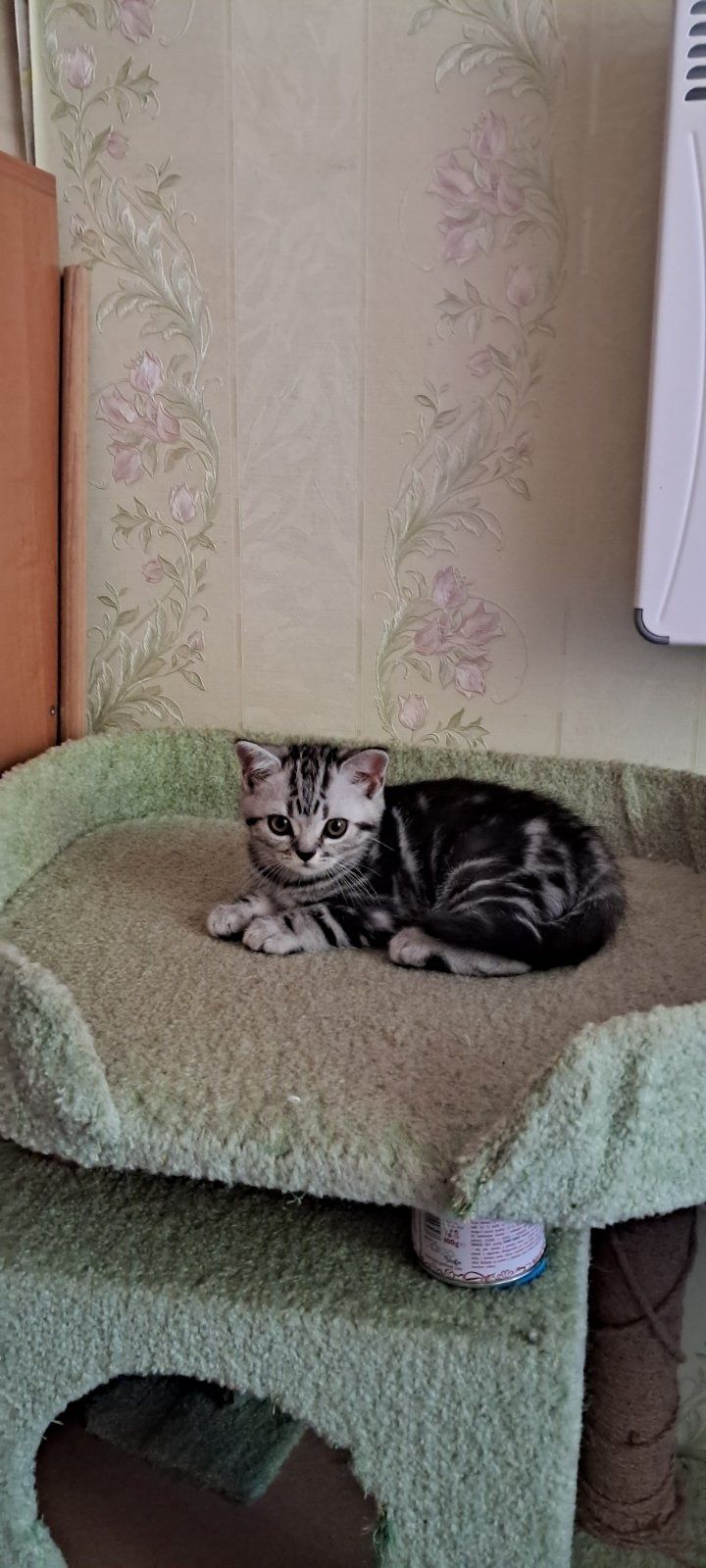 Скоттиш страйт і Скоттиш фолд