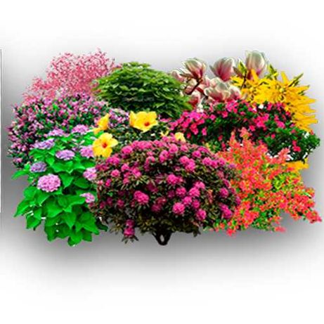 Продам саженцы декоративных растений (туи, цветы, декоративные деревья