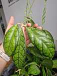 Hoya Black Cat 3 liscie