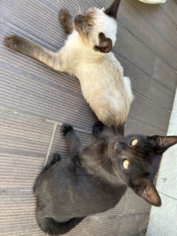 Gatinhos para adoptar.