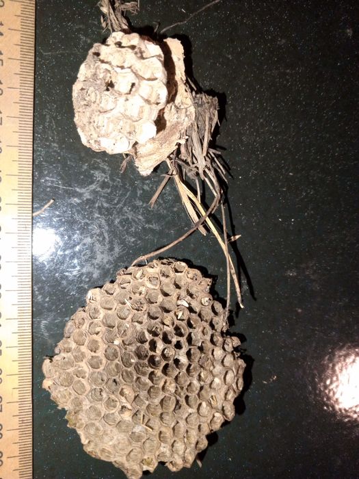 Коллекция осинное гнездо оригинал.