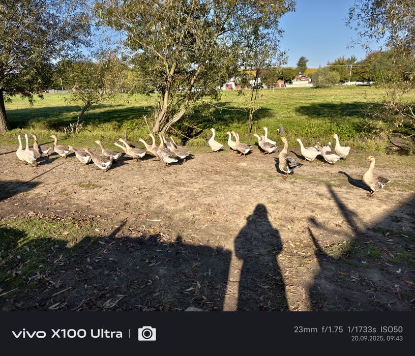 Продаються Гуси.