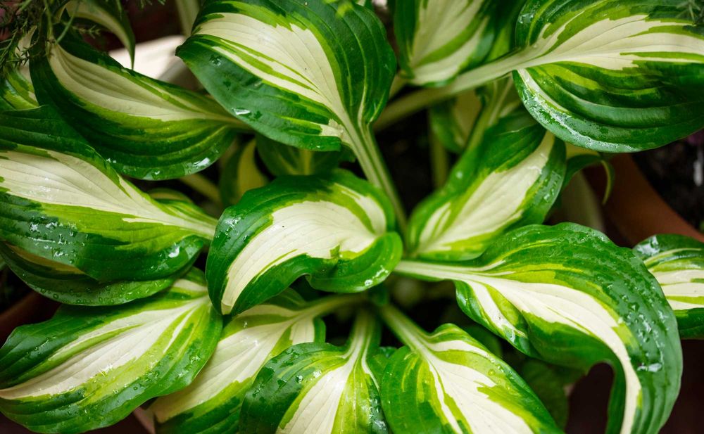 Funkia/Hosta – różne kolory i odmiany liści, SZKÓŁKA, doniczkowana