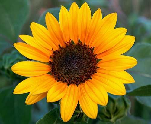 Nasiona Słonecznik Ozdobny (Helianthus Annuus) MIX KOLORÓW 1kg