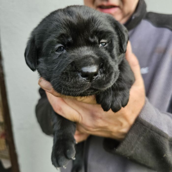 Labrador retriever Piękna Mocnej budowy czarna suczka Rodowód FCI