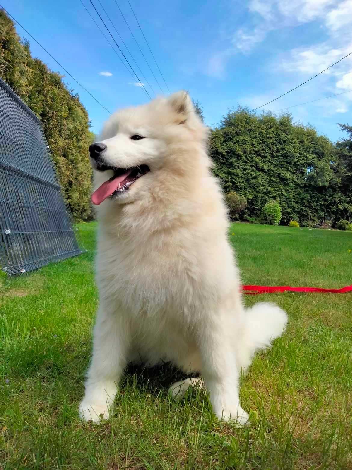 Samojed Samoyed dziewczynka ZKwP (FCI)