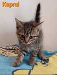 kot do adopcjiii