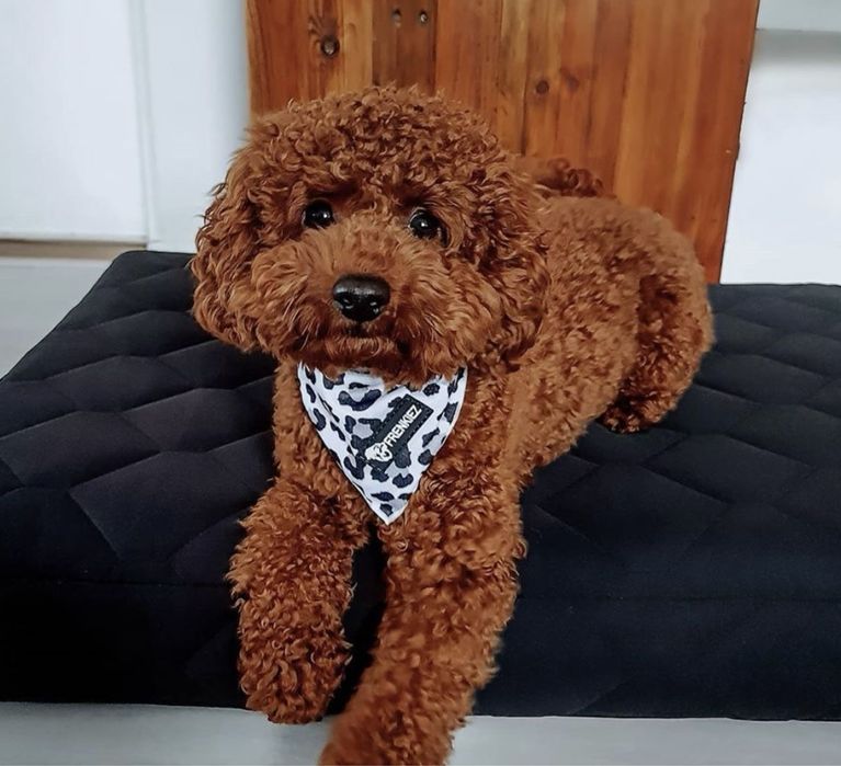 Лабрадудль пудель тікап ред браур мальтіпу 7-9 кг великий