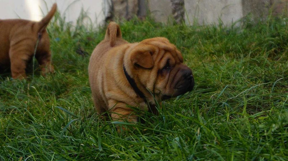 Eter rudy Shar Pei szczeniak z rodowodem, rodzice importowani FCI