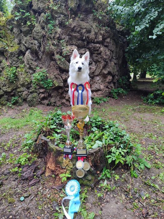 Biały Owczarek Szwajcarski - linia zwycięzców Europy, Świata i Klubów!