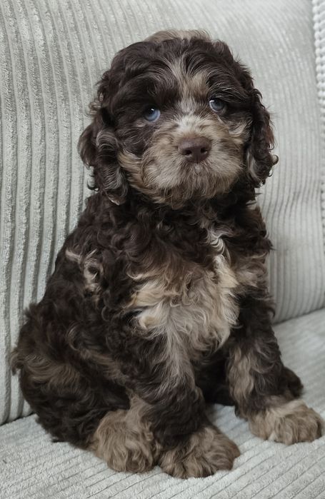 Cudowny piesek cockapoo chocolate merle - cocer amerykański & pudel