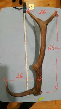 Poroże  zrzut-60cm długości 1 szt