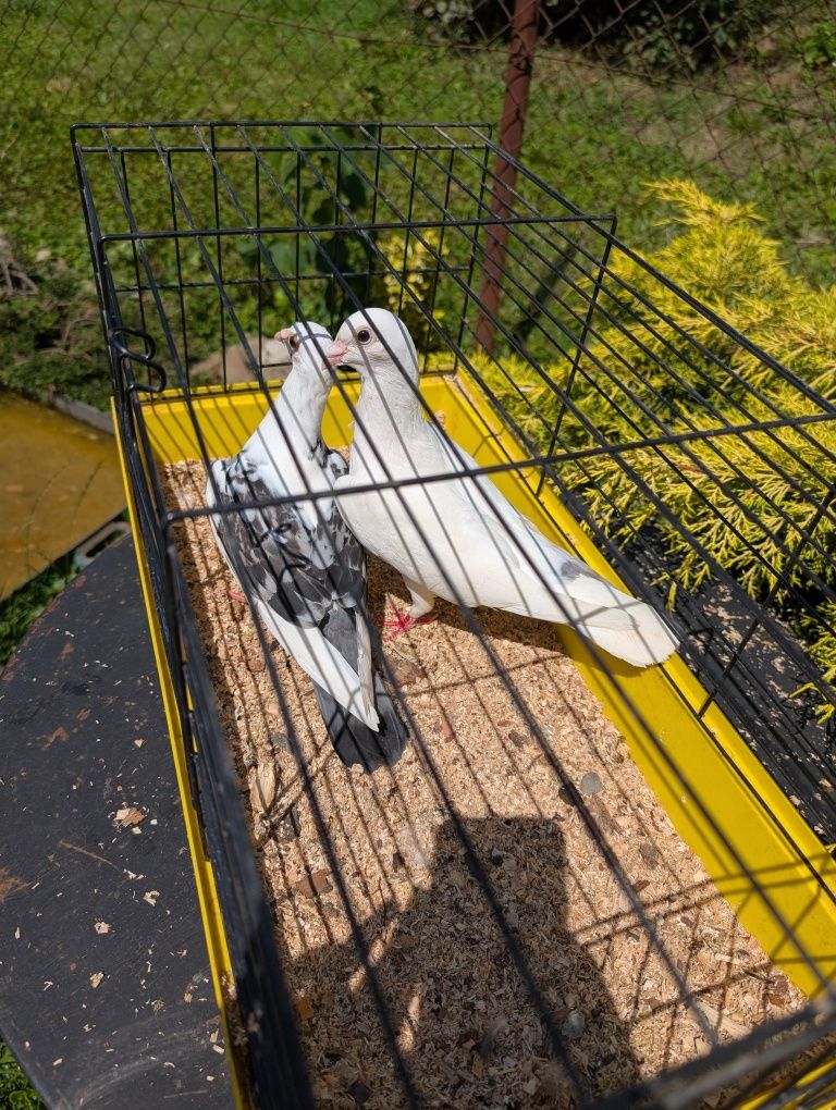 Gołąbie ozdobne samiczki