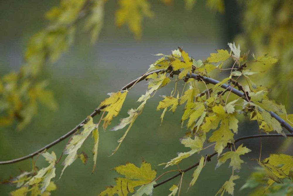 Soligor Tele-Auto 300/5.5 Olympus OM