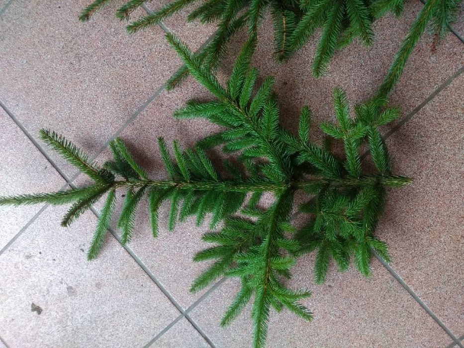 Gałęzie świerk 5 kg stroisz świezy na wiązanki wieńce stroiki