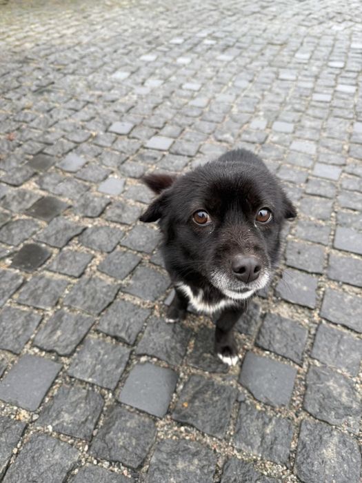 Маленький песик ищет дом