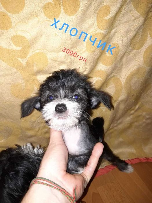 Шукаємо батьків для малечі.Кітайська Чубата.