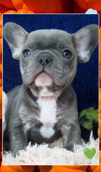 Элитные щеночки! Мальчик голубой!