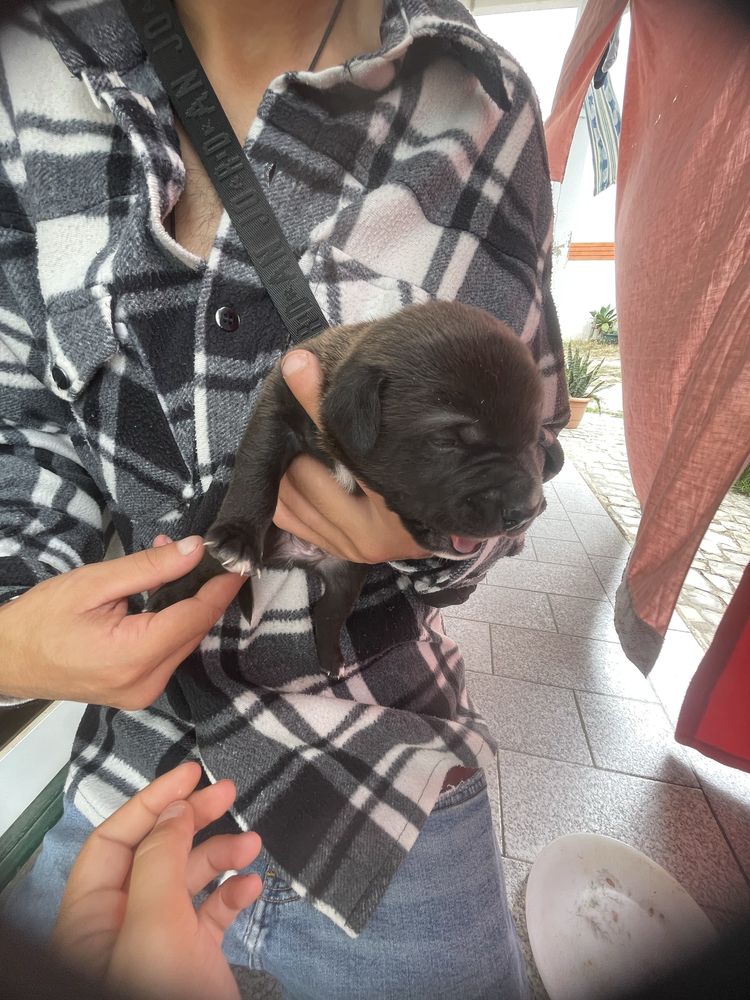 Cachorros para doar