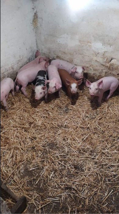 Продам поросятко вік 1 міс