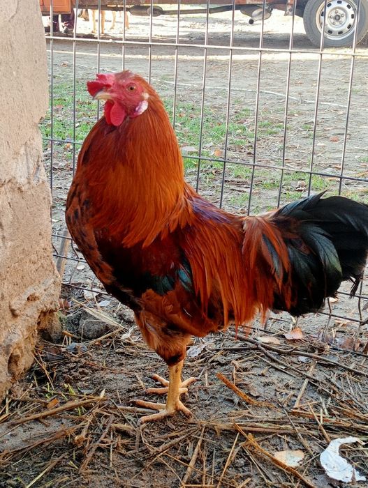 Koguty, kogutki araukana ogoniasta