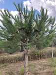Enxertia de Pinheiros Mansos
