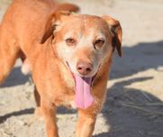Spicy - cão médio para adoção