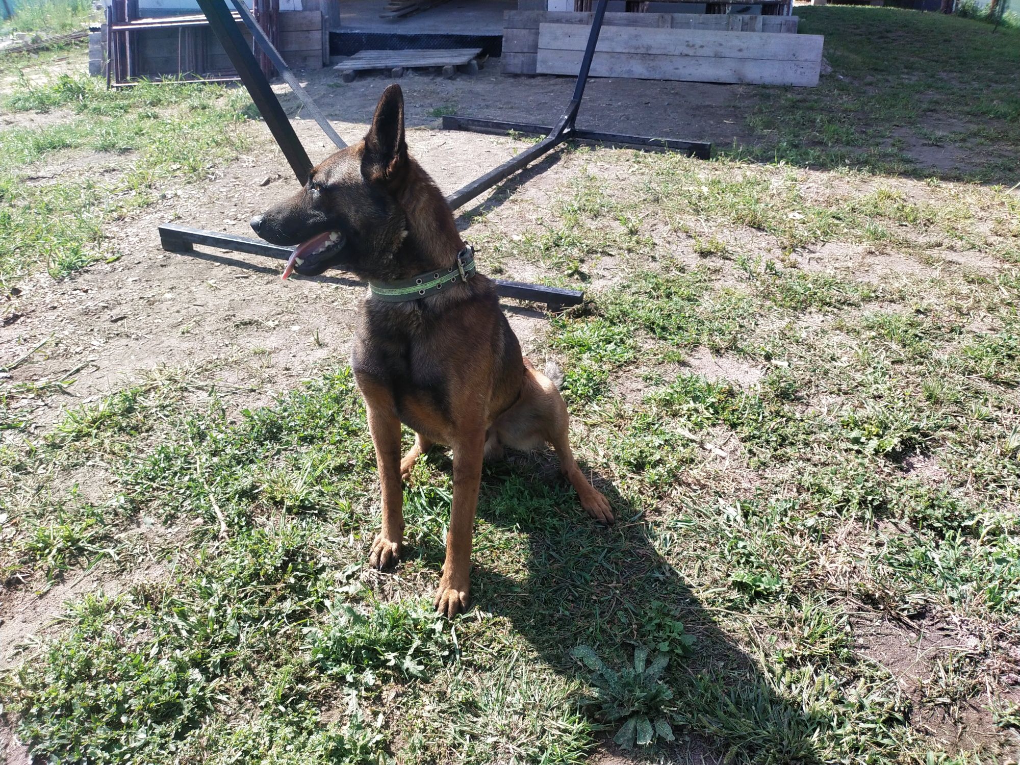 Owczarek belgijski malinois pies