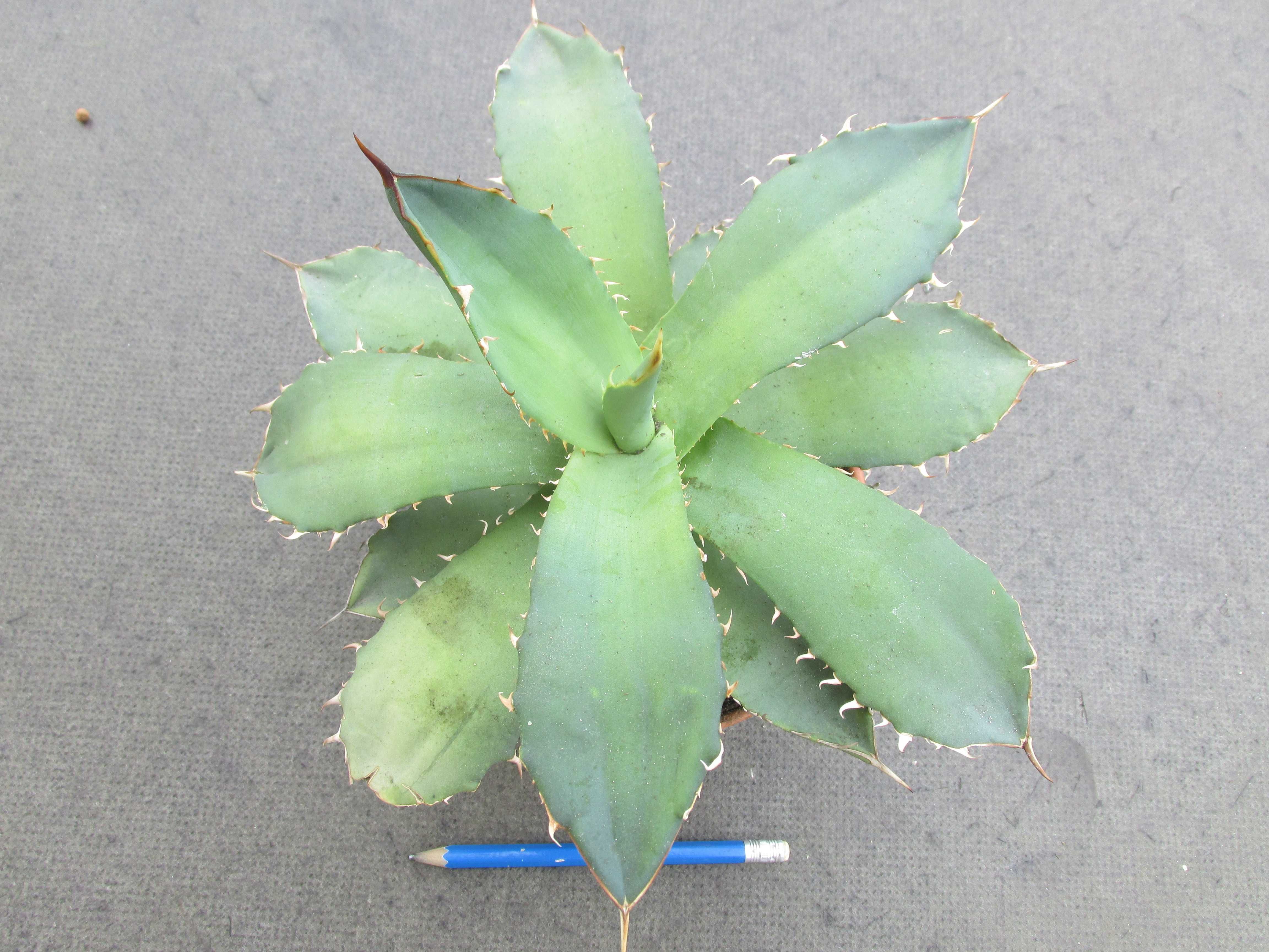 7 letnia agawa - agave titanota klon1 -gratka kolekcjonerska