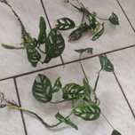 Monstera malpka Filodentron Pink Princessa malaga gold mimima monkey m