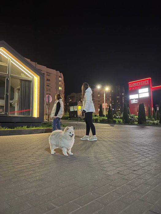 Дам  помаранського шпіца на злучку