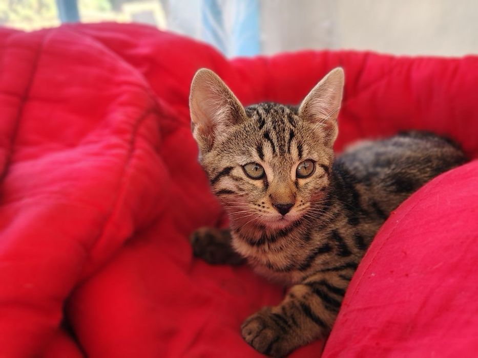 Cheetoh / кошення / кішечки